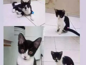 Gato raça  idade 2 a 6 meses nome Gatos
