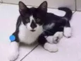 Gatos