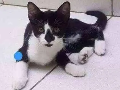 Gato ra a  idade 2 a 6 meses nome Gatos