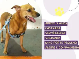 Cachorro raça Srd idade 4 anos nome Florzinha