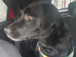 Cachorro raça Srd idade 1 ano nome Pantera