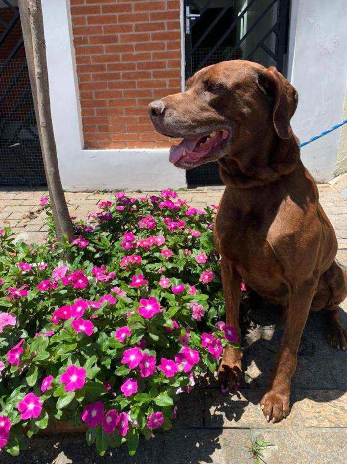 Cachorro ra a Mistura fila com labrador idade 4 anos nome Bolt