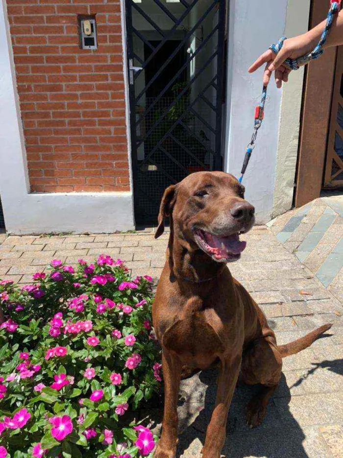 Cachorro ra a Mistura fila com labrador idade 4 anos nome Bolt