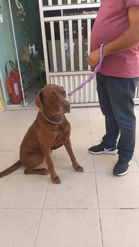 Cachorro ra a Mistura fila com labrador idade 4 anos nome Bolt