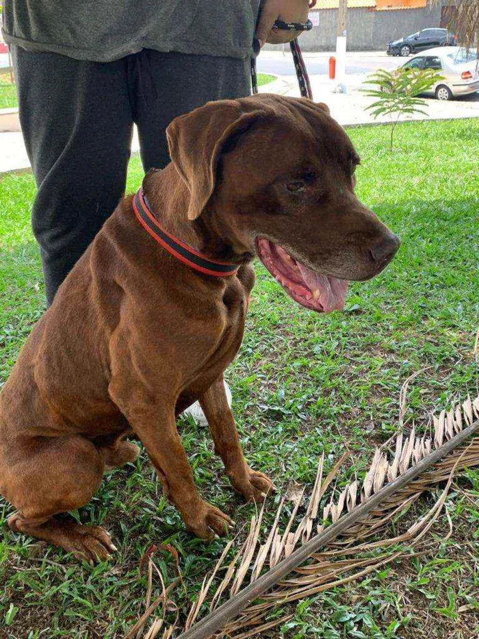 Cachorro ra a Mistura fila com labrador idade 4 anos nome Bolt