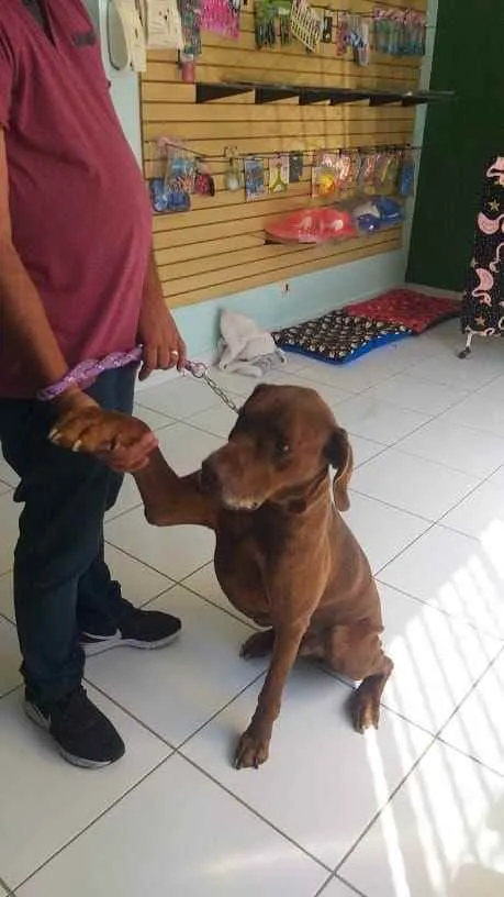 Cachorro ra a Mistura fila com labrador idade 4 anos nome Bolt
