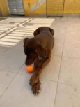 Bolt