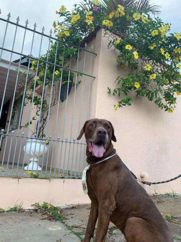 Cachorro ra a Mistura fila com labrador idade 4 anos nome Bolt