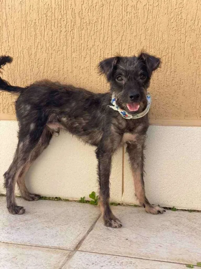 Cachorro ra a Vrl  idade 2 a 6 meses nome Espeto