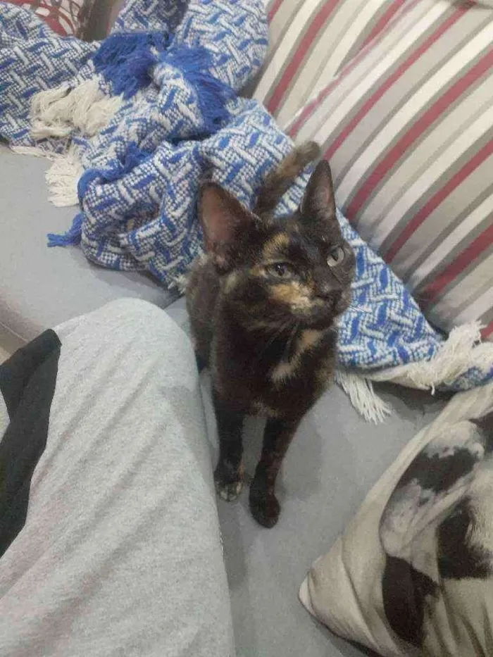 Gato raça Normal idade 7 a 11 meses nome Nina