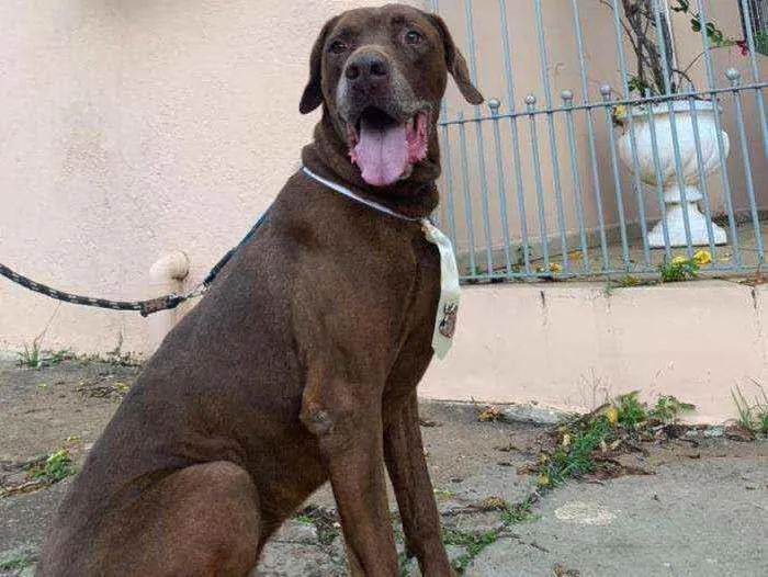 Cachorro ra a Mistura fila com labrador idade 4 anos nome Bolt