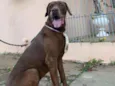 Bolt