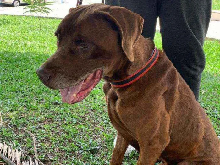Cachorro ra a Mistura fila com labrador idade 4 anos nome Bolt