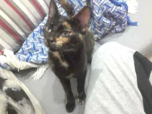 Gato raça Normal idade 7 a 11 meses nome Nina