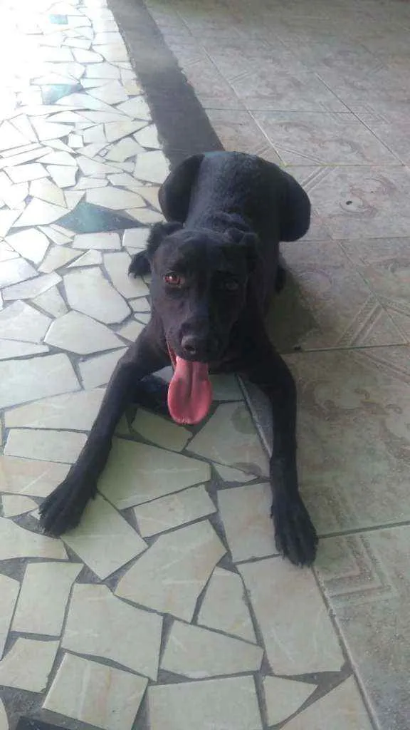 Cachorro ra a Sem raça definida idade 1 ano nome Apollo