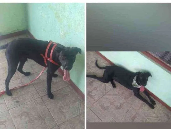 Cachorro ra a Sem raça definida idade 1 ano nome Apollo