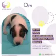 Cachorro raça Srd idade Abaixo de 2 meses nome Om