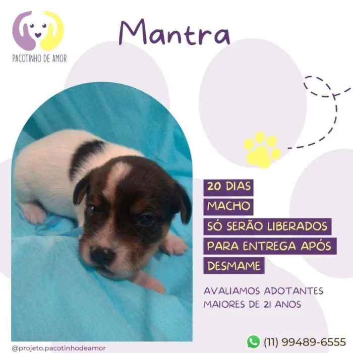 Cachorro raça Srd idade Abaixo de 2 meses nome Mantra