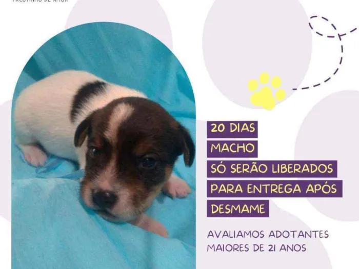 Cachorro raça Srd idade Abaixo de 2 meses nome Mantra
