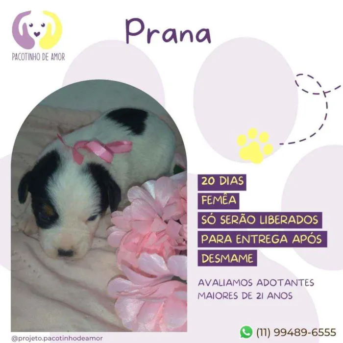 Cachorro ra a Srd idade Abaixo de 2 meses nome Prana