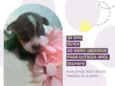 Cachorro raça Srd idade Abaixo de 2 meses nome Yoga