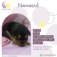 Namastê 