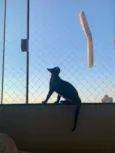 Zeca