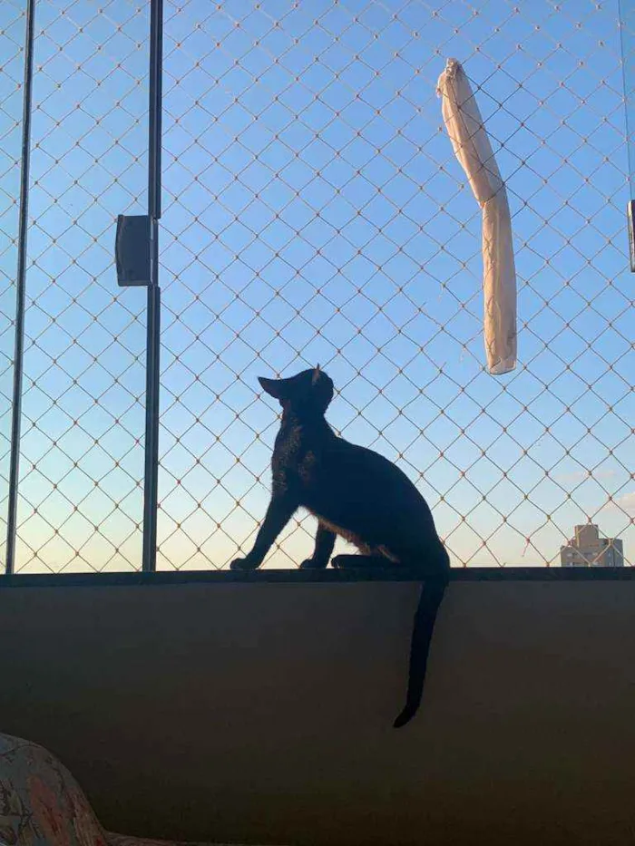 Gato raça SRD idade 2 a 6 meses nome Zeca