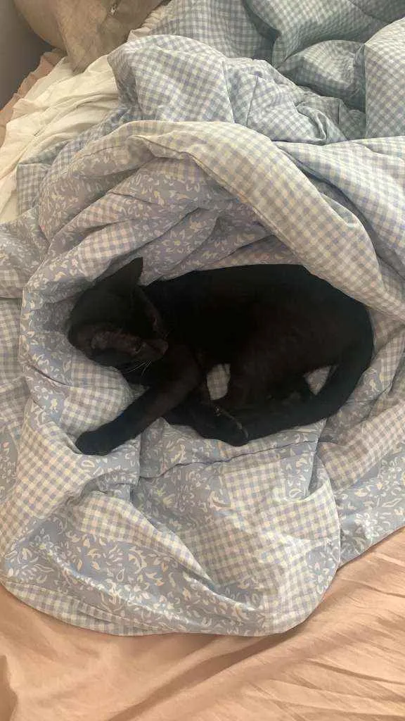 Gato raça SRD idade 2 a 6 meses nome Zeca
