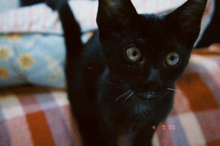Gato raça SRD idade 2 a 6 meses nome Zeca