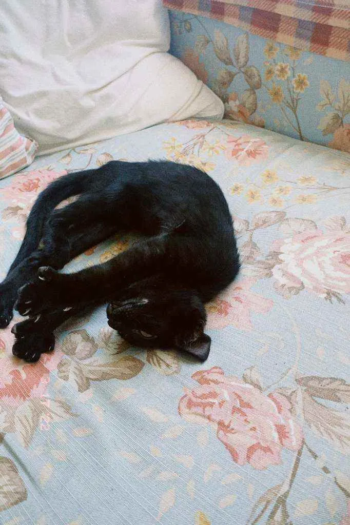 Gato raça SRD idade 2 a 6 meses nome Zeca