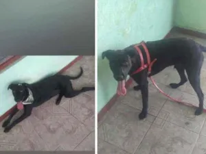 Cachorro raça Sem raça definida idade 1 ano nome Apollo