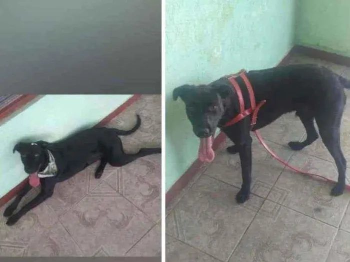 Cachorro ra a Sem raça definida idade 1 ano nome Apollo