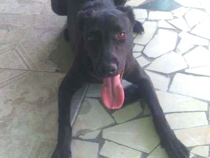 Cachorro ra a Sem raça definida idade 1 ano nome Apollo