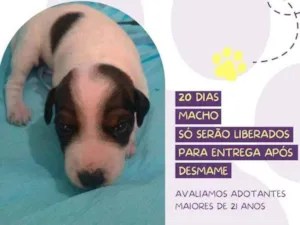 Cachorro raça Srd idade Abaixo de 2 meses nome Om