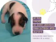 Cachorro raça Srd idade Abaixo de 2 meses nome Om