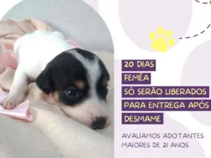Cachorro raça Srd idade Abaixo de 2 meses nome Goa