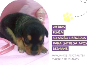Cachorro raça Srd idade Abaixo de 2 meses nome Namastê 