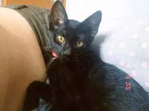 Gato raça SRD idade 2 a 6 meses nome Zeca