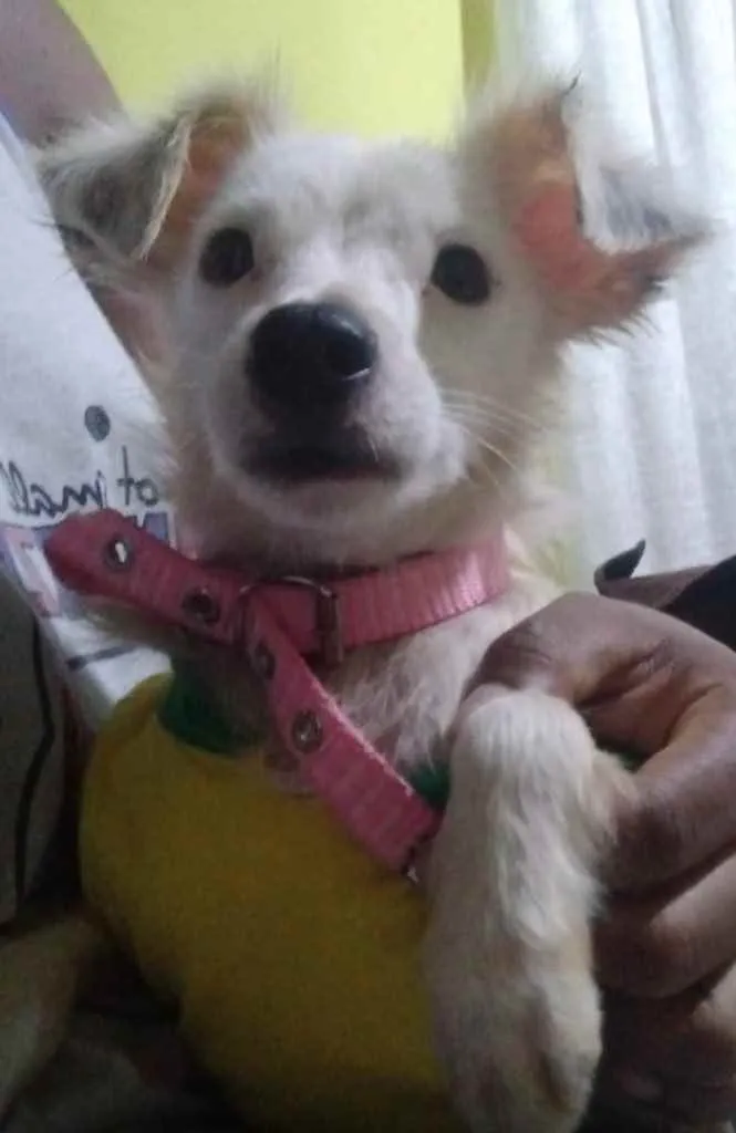 Cachorro ra a Srd idade 1 ano nome Davy