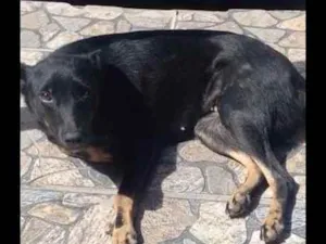 Cachorro raça Viralata idade 2 anos nome Zaya