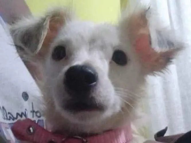 Cachorro ra a Srd idade 1 ano nome Davy