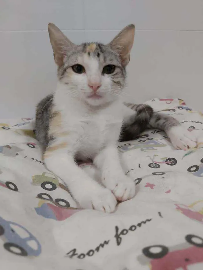 Gato ra a srd tricolor idade 2 a 6 meses nome * PENÉLOPE *