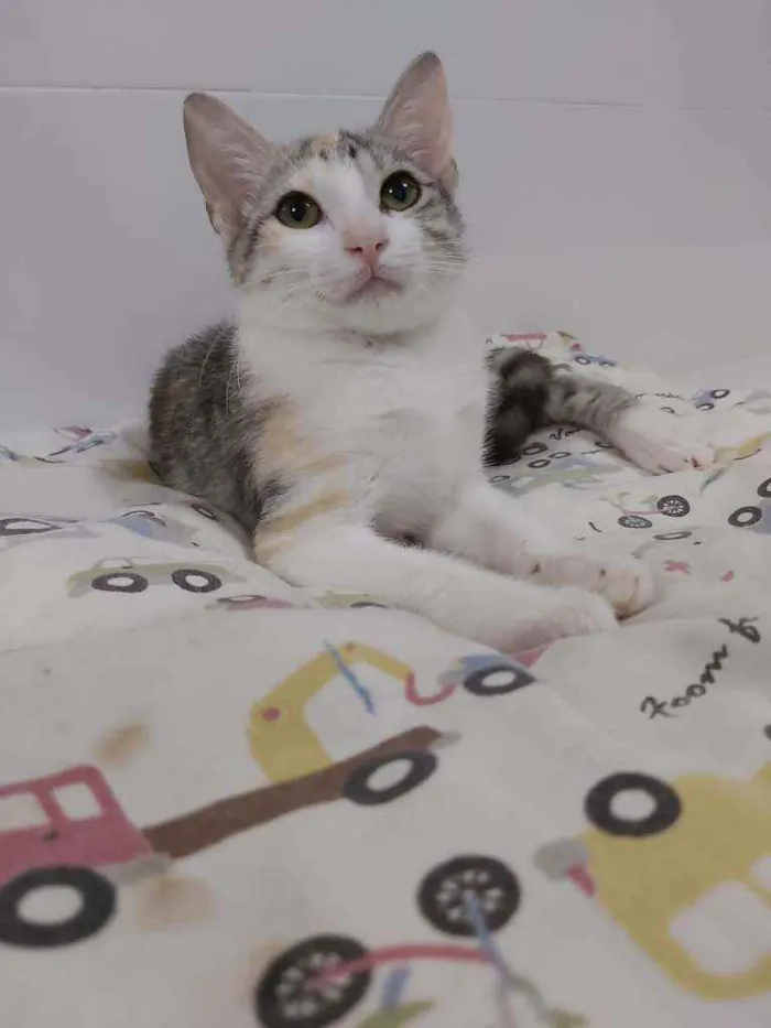 Gato ra a srd tricolor idade 2 a 6 meses nome * PENÉLOPE *