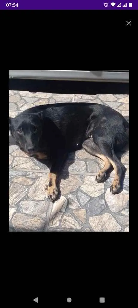 Cachorro ra a Viralata idade 2 anos nome Zaya