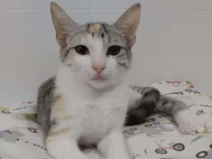 Gato raça srd tricolor idade 2 a 6 meses nome * PENÉLOPE *
