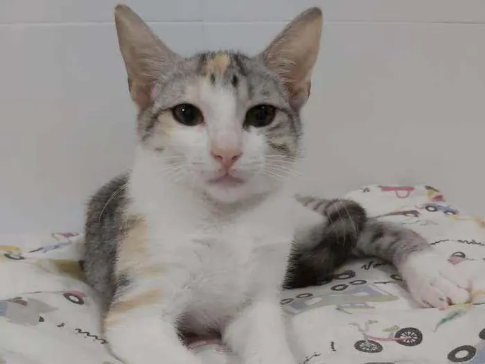 Gato ra a srd tricolor idade 2 a 6 meses nome * PENÉLOPE *