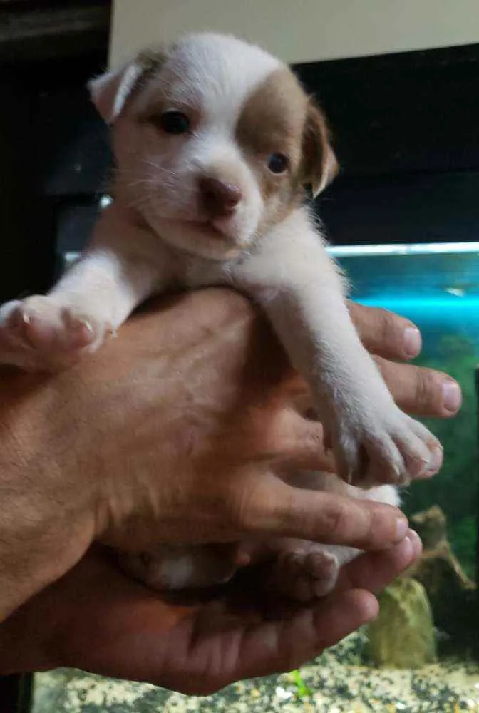 Cachorro ra a srd idade 2 a 6 meses nome ''Benjamin''