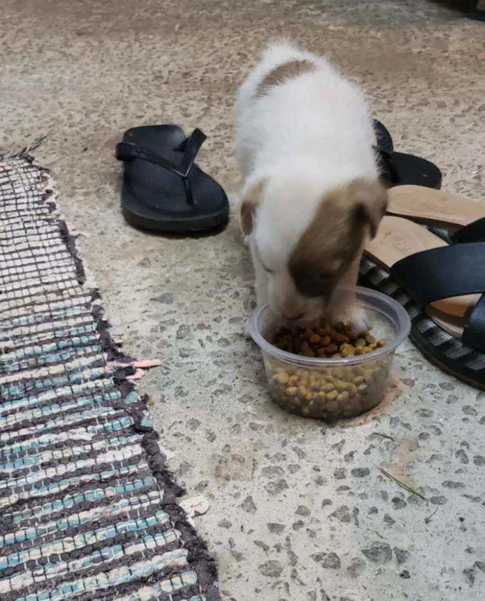 Cachorro ra a srd idade 2 a 6 meses nome ''Benjamin''
