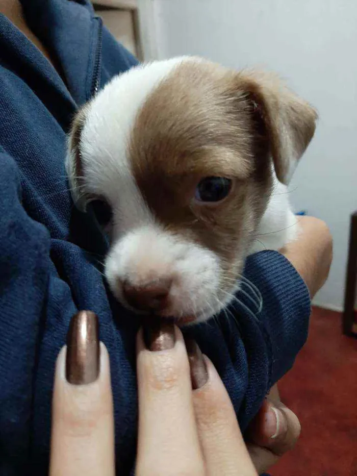 Cachorro ra a srd idade 2 a 6 meses nome ''Benjamin''